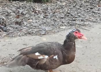 Kaczki i kaczory francuskie/piżmowe czekoladowe.