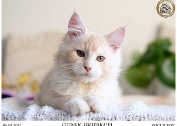 Gienek Iskierka*PL – Wyjątkowy kocur Maine Coon szuka domu