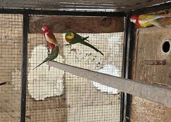 Sprzedam papugi rozella, barabanda, falista