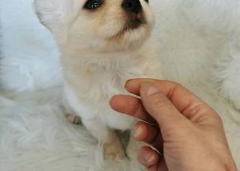 Chihuahua długowłosy ZKwP FCI