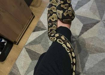 Pyton Królewski samica pastel