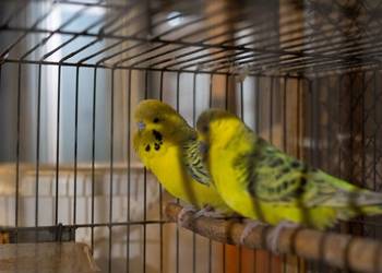 Para Papużki faliste Texas Zółte