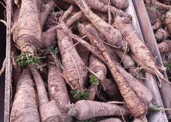 Pietruszka niesortowana