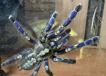 poecilotheria metallica samiczka