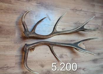 Sprzedam parkę jelenia 5.200