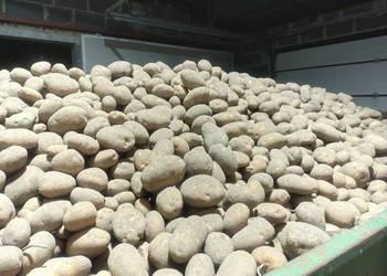 Ziemniaki Gala / Jurek