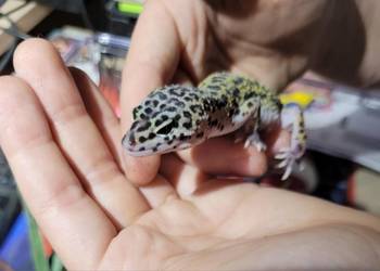 Gekon lamparci samczyk