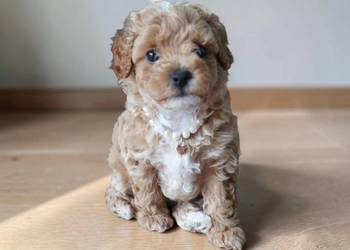 Suczka Maltipoo