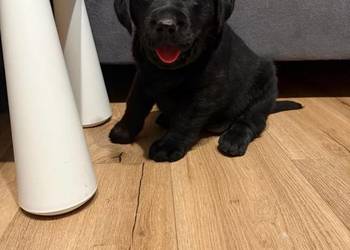 Labrador czekoladowe i czarne szczeniaczki