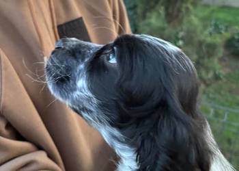 Cocker spaniel angielski