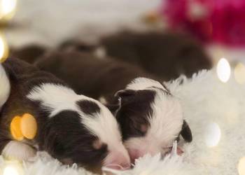 Border Collie szczenieta