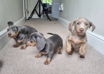 Szczeniak jamnika na sprzedaż