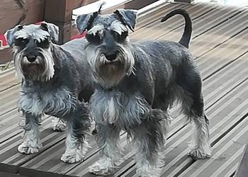 sznaucer miniaturowy