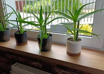 Aloes , geranium , anginka , cytrynowiec