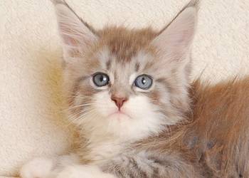 Przepiękna koteczka Maine Coon - Legalna hodowla