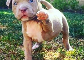 Przepiekna Amstaffy
