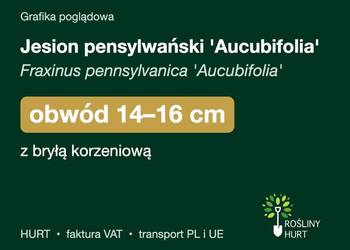 Jesion pensylwański 'Aucubifolia' obwód 14-16 cm, z bryłą – HURT