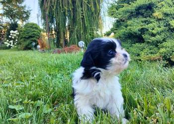 Suczka shih tzu do rezerwacji