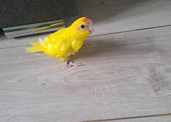 Witam będę miał na sprzedaż papugi kozy