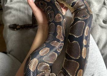 Wąż nie zbożowy Classic samica