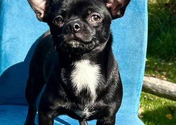 Chihuahua  chłopczyk ZkwP
