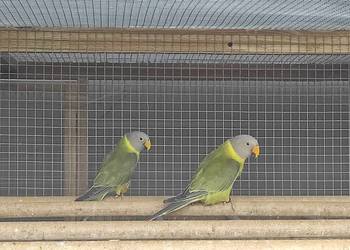 Aleksandretty śliwogłowe oliwkowe 2024