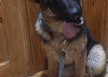 Owczarek niemiecki krótkowłosy