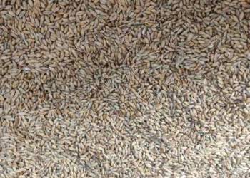 Pszenżyto, Pszenica paszowe