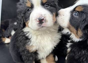 Piękna sunia Berneński Pies Pasterski z rodowodem wielopokoleniowym