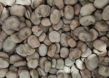 Sprzedam bób odmiany Dragon