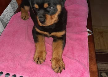 Rottwailer szczeniak starej Lini