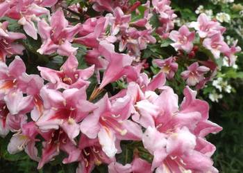 WAJGELA -WEIGELA - KRZEWUSZKA