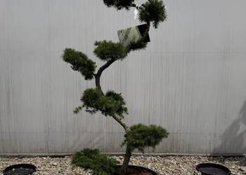 Larix Kaempferi Bonsai 120cm+
