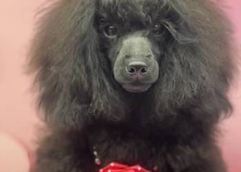 Pudel miniaturowy czarny FCI dziewczynka