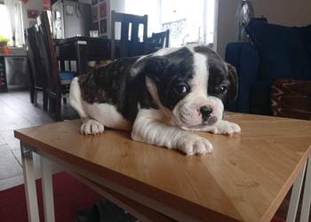 Buldog francuski piesek