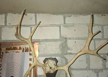 Rogi Poroże Renifera