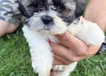 Suczka i dwa pieski szczeniaki ShihTzu
