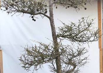 Bonsai Niwaki Modrzew