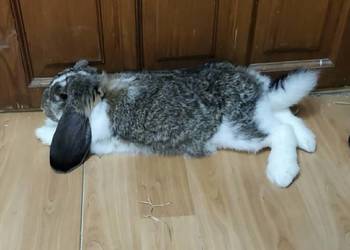Dzień dobry oddam króliczka w dobre ręce