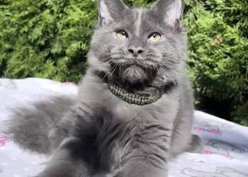 Maine Coon - wielka i piękna Rumba !