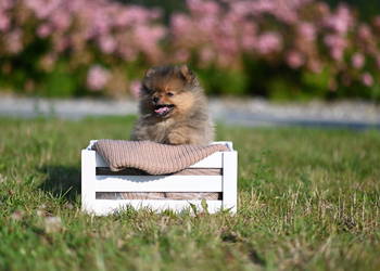 szpic miniaturowy / pomeranian / boo / samiec / fci