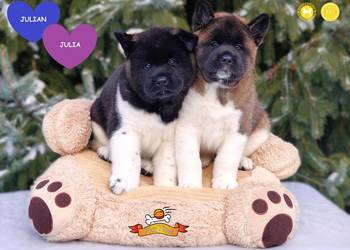 Szczenięta AKITA AMERYKAŃSKA - odbiór marzec - hodowla PlayTime FCI