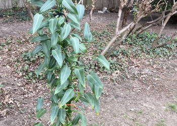 Wysoki filodendron Philodendron zielony Emerald Queen 160 cm