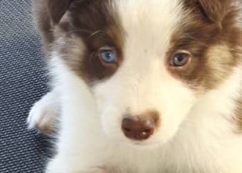 Border Collie szczenieta