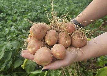 Ziemniaki BellaRose czerwone 5kg 10kg 15kg