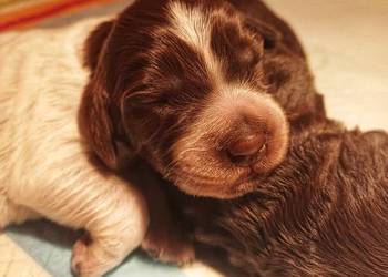 Płochacz niemiecki szczeniaki