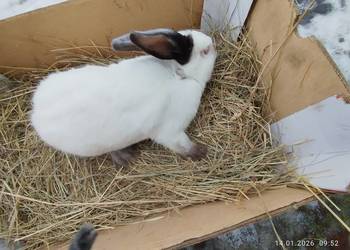 Samica kalifornijska