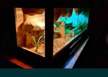 Okazja terrarium dla agamy gekona żółwia węża kameleona legwana boa pająka