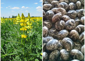 Łubin wrokowany 25 kg, gorzki