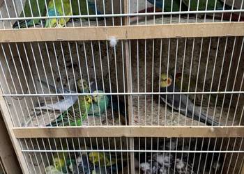 Gołąbki Diamentowe